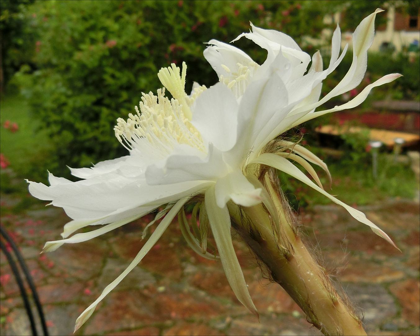Weiße Echinopsis-Blüte