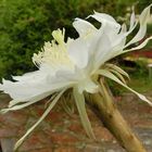 Weiße Echinopsis-Blüte