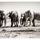 weisse Elefanten