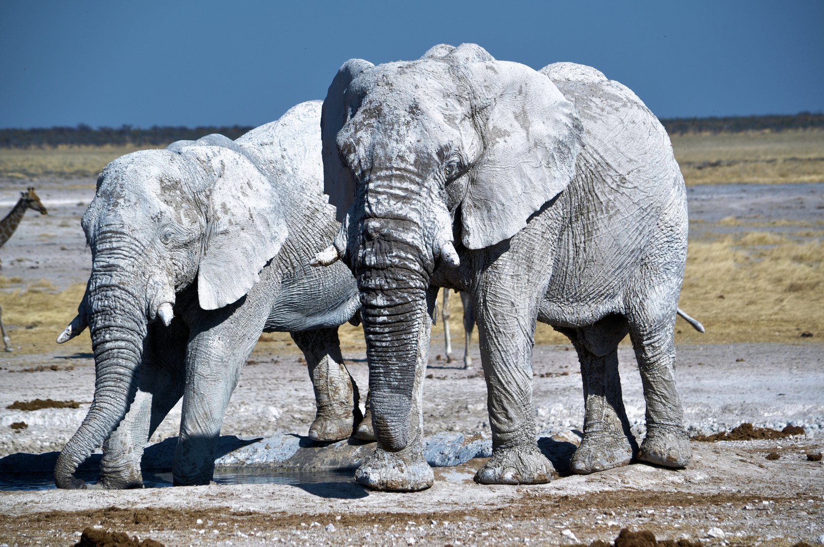 Weiße Elefanten Foto & Bild | africa, southern africa, tiere Bilder auf