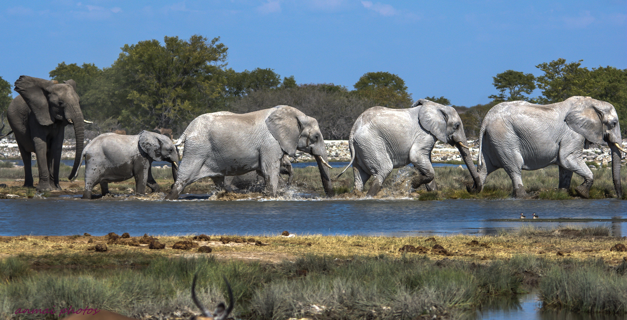 ''Weiße'' Elefanten. Etosha NP.