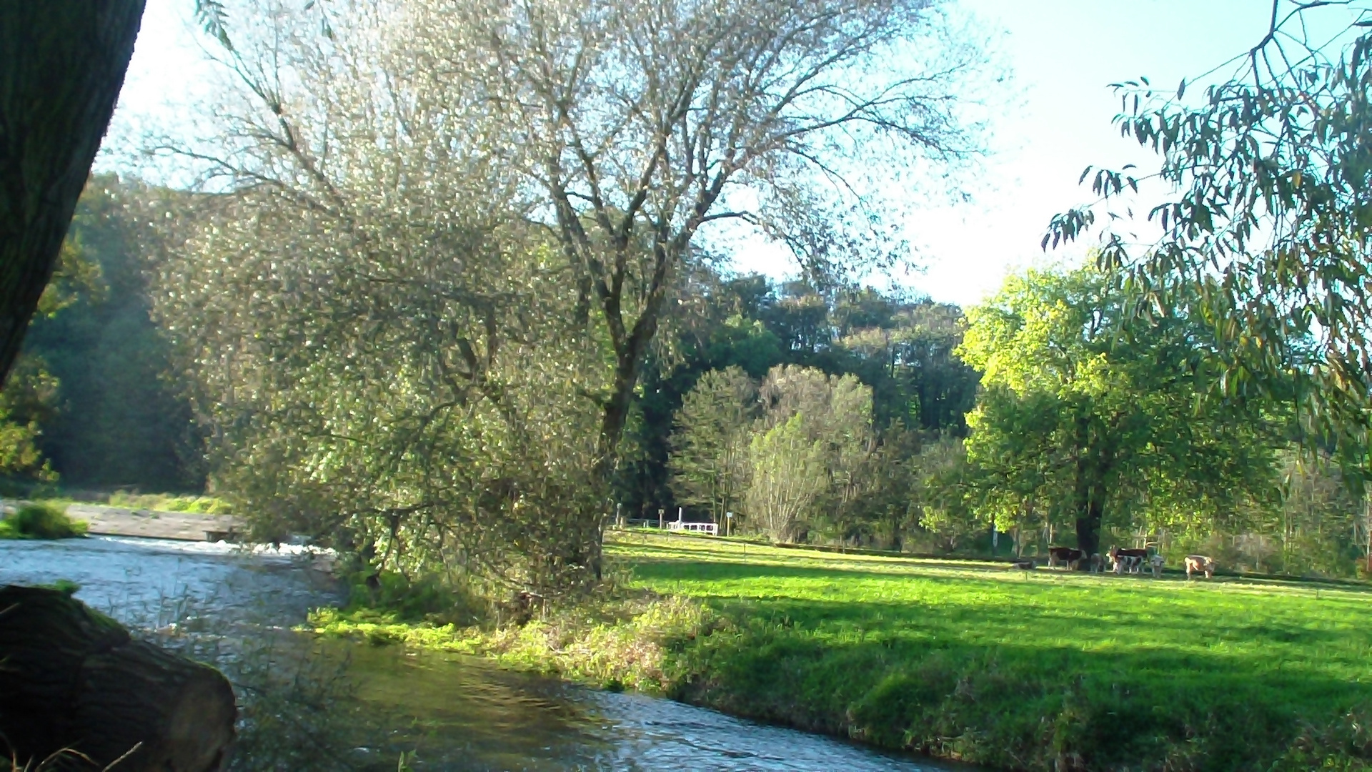 Weiße Elster bei der Franzmühle