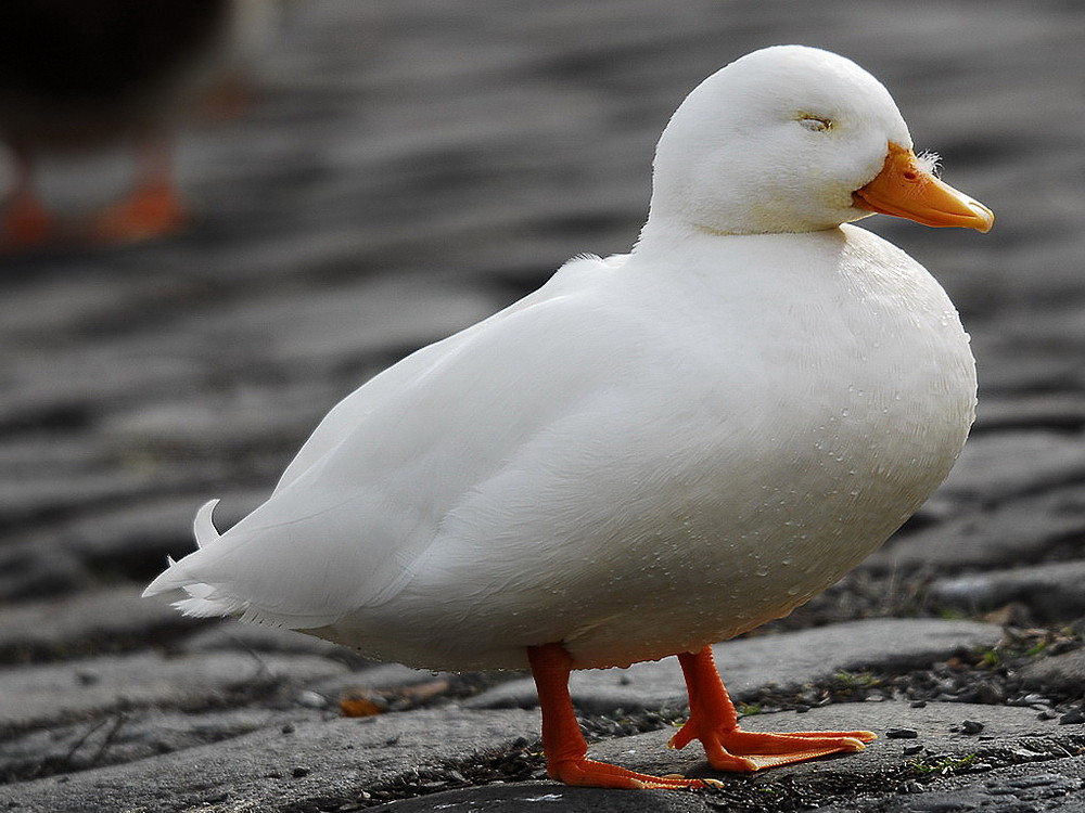 Weiße Ente Foto & Bild | tiere, wildlife, wild lebende ...