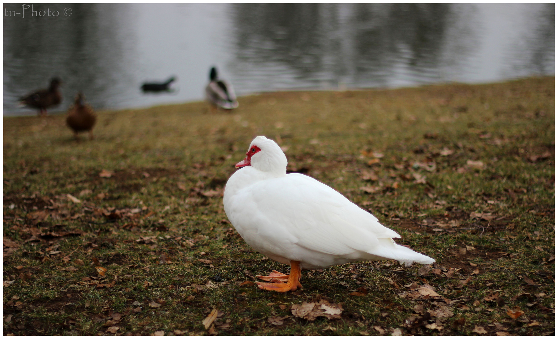 weiße Ente??