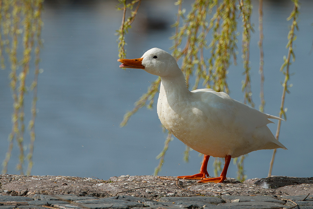 weiße Ente