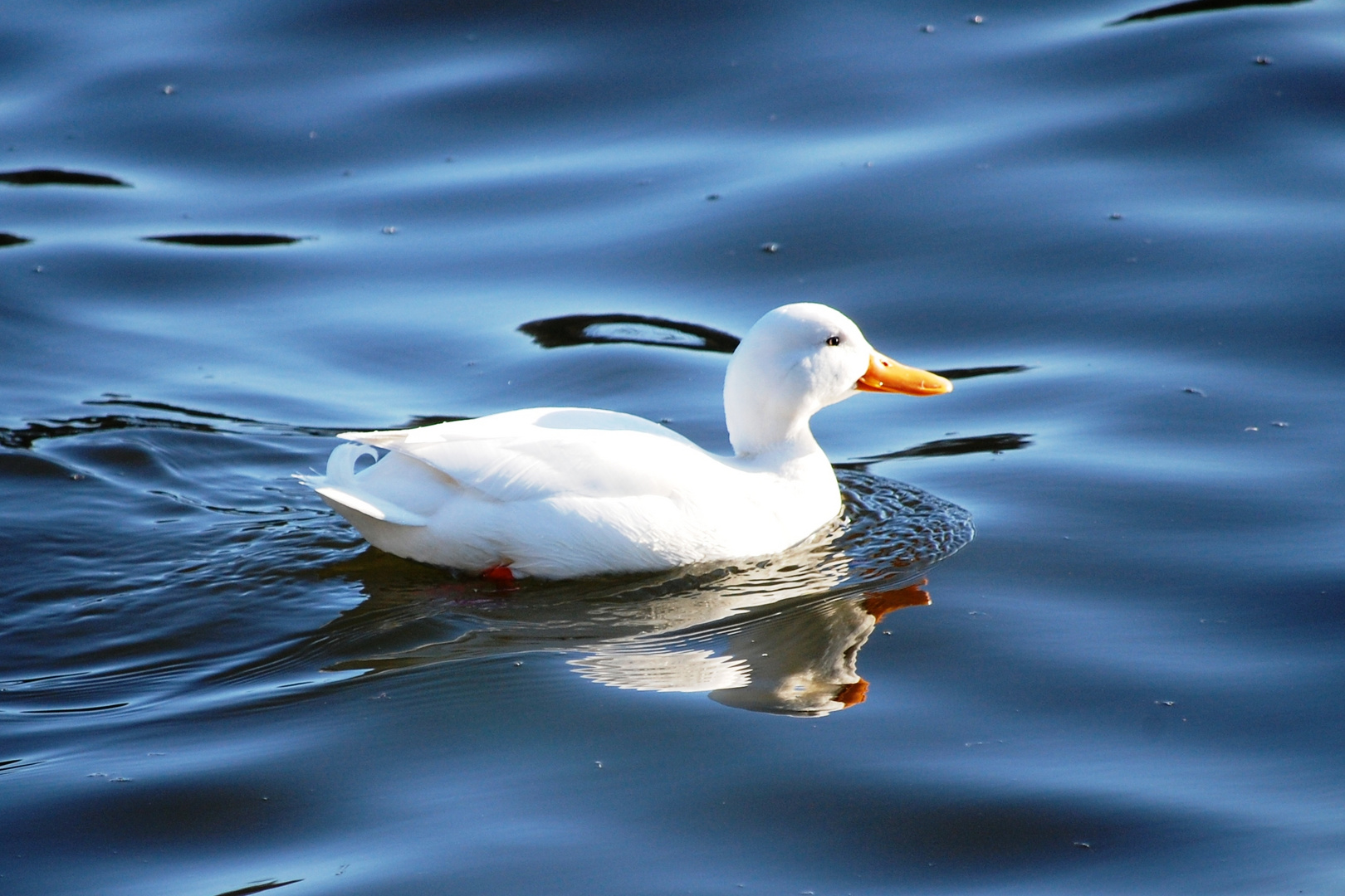 Weiße Ente Foto & Bild tiere, zoo, wildpark & falknerei, vögel Bilder auf