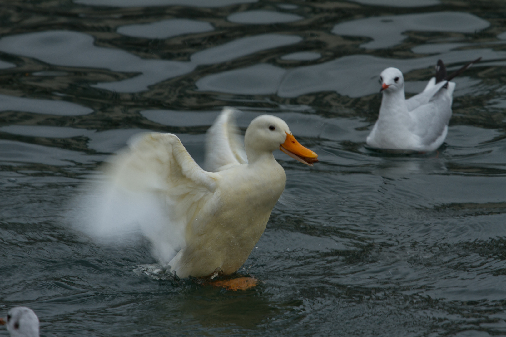 Weisse Ente auf der Reuss Luszern