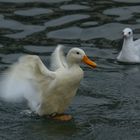 Weisse Ente auf der Reuss Luszern