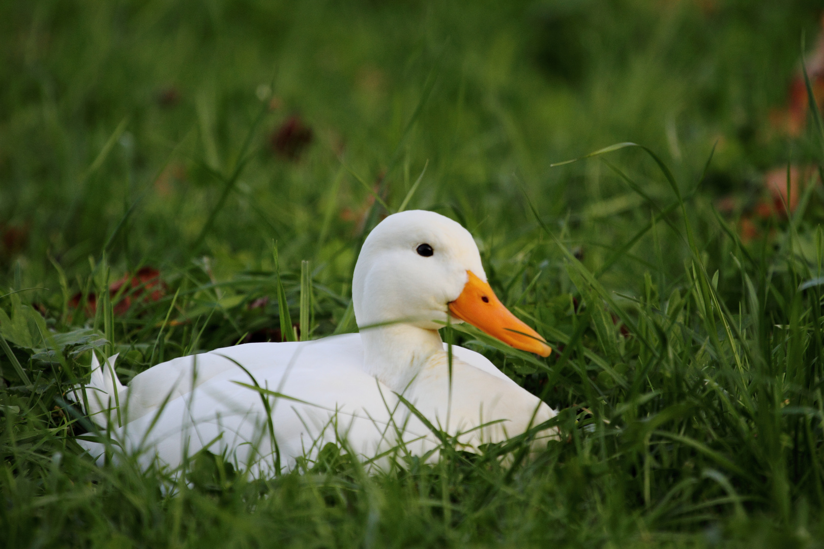 Weisse Ente Foto & Bild | tiere, wildlife, wild lebende ...