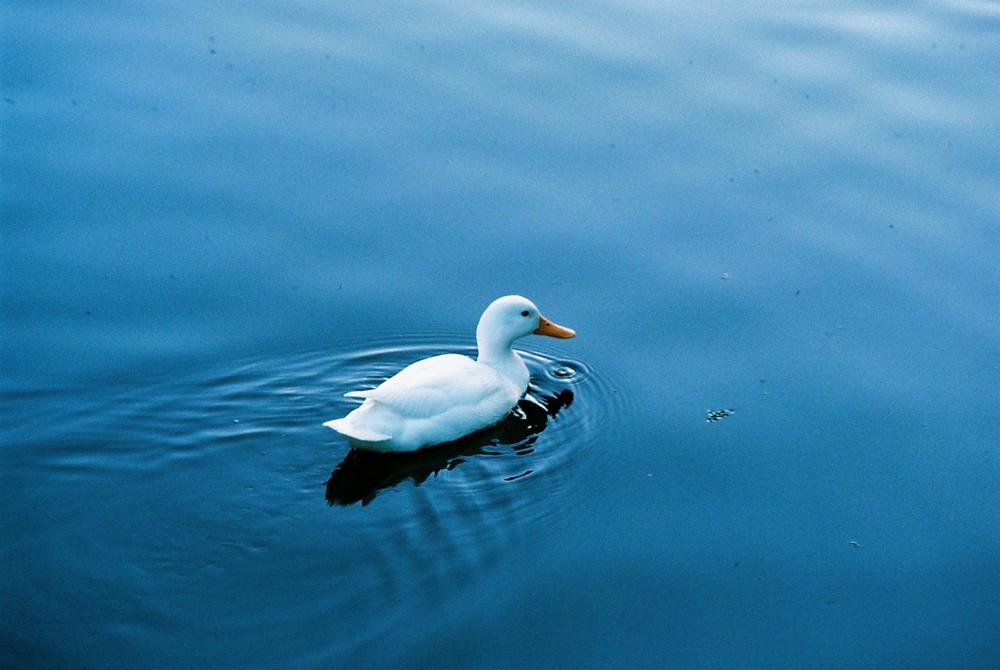 Weisse Ente. Blaues Wasser