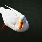 Weiße Ente