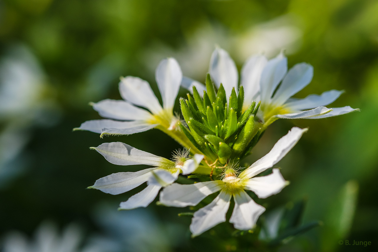 Weiße Fächerblume