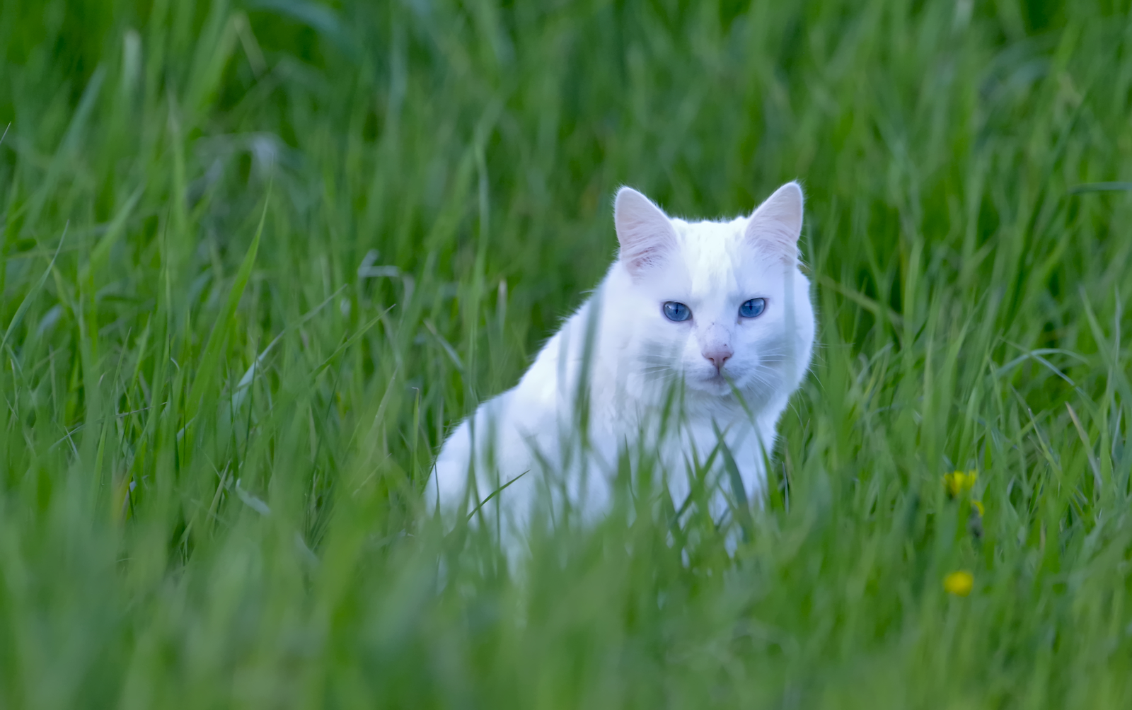 Weisse fast heilige Katze