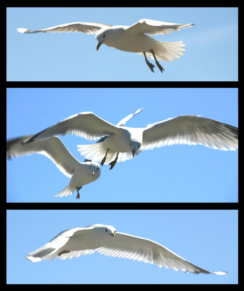 Weiße Feder mit seinem Freund Weite Wiese ;o)