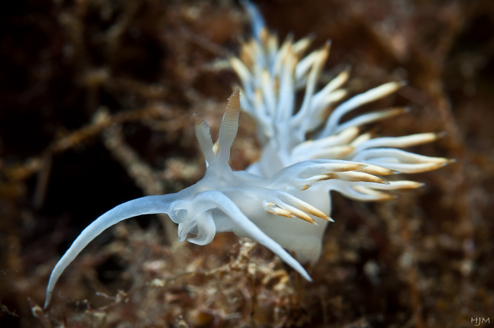 Weiße Flabellina