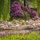 weiße Flamingos - Vogelpark Walsrode