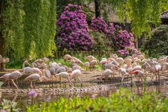 weiße Flamingos - Vogelpark Walsrode