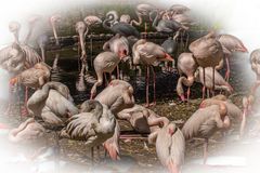 weiße Flamingos - Vogelpark Walsrode