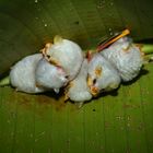 Weiße Fledermaus (Ectophylla alba)