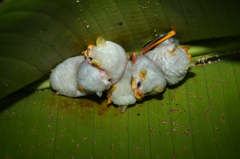 Weiße Fledermaus (Ectophylla alba)