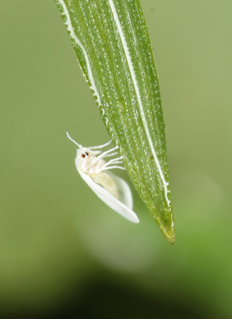 Weiße Fliege