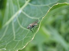 Weisse Fliege auf Blatt - Helina reversio P8190925