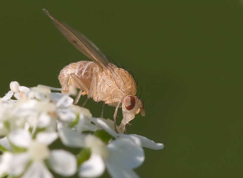 weiße Fliege auf weißem Grund in groß