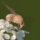 weiße Fliege auf weißem Grund in groß