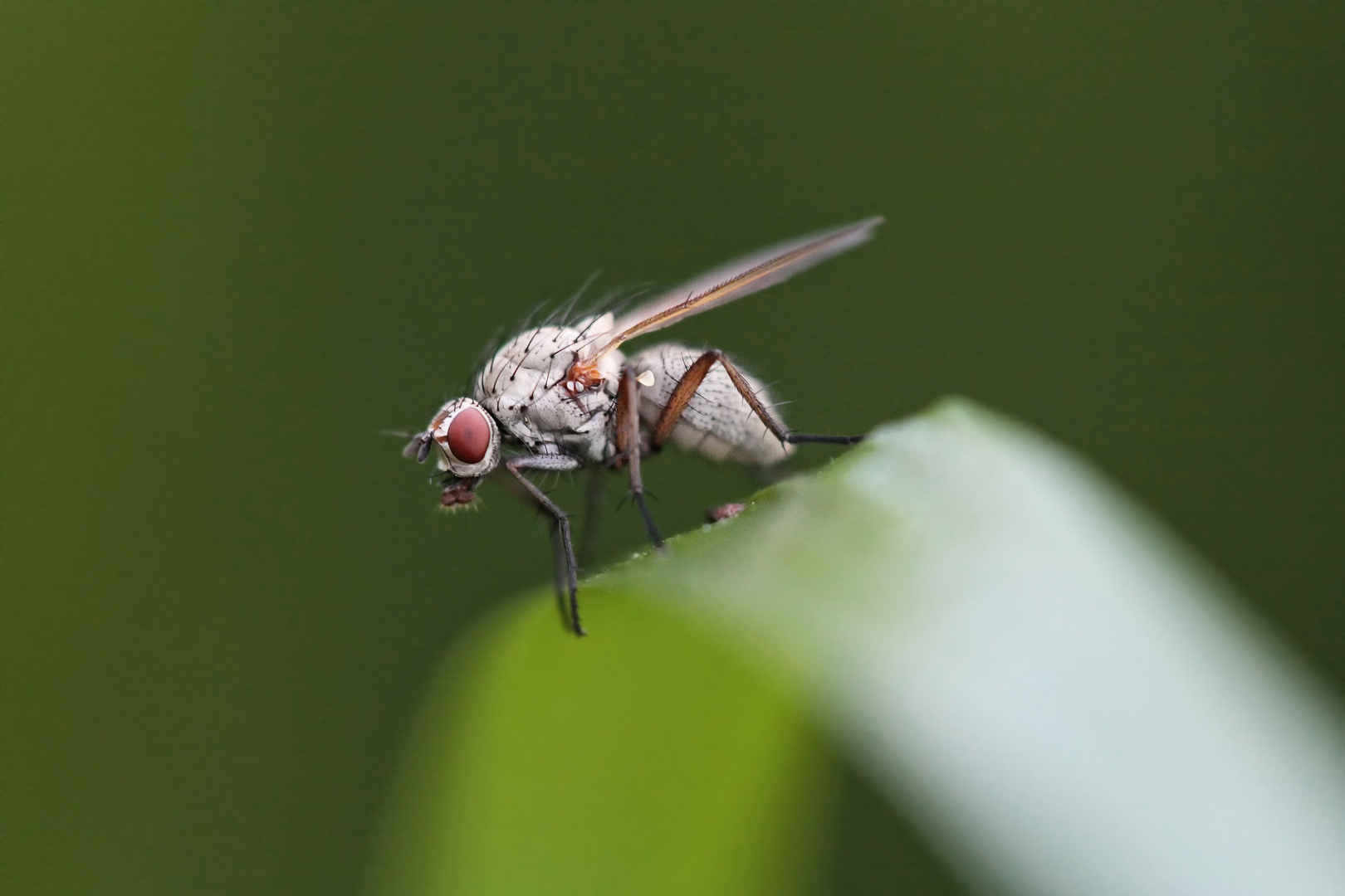 weiße Fliege