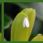 Weiße Fliege (Trialeurodes vaporariorum) in der Buchsbaumhecke