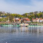 Weiße Flotte in Loschwitz