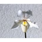 weiße Frauenschuh-Orchidee