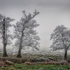 weiße Frost-Äste im Nebel