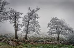 weiße Frost-Äste im Nebel