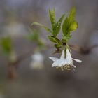 Weiße Frühblüher III
