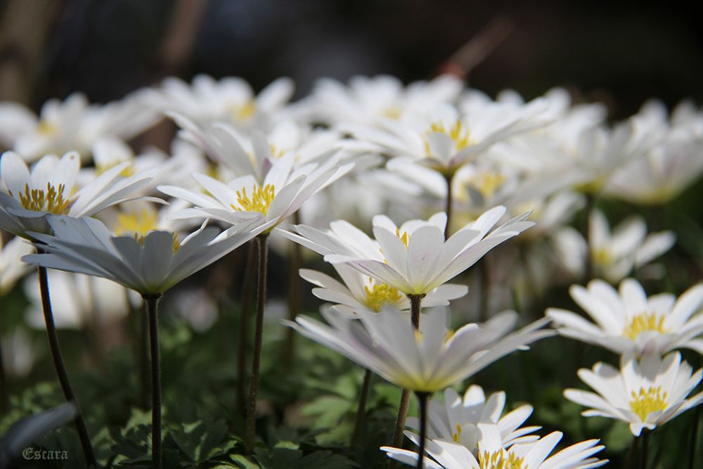 Weisse Frühlingsanemonen