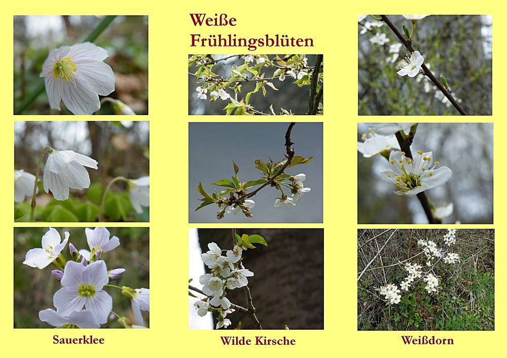 Weiße Frühlingsblüten