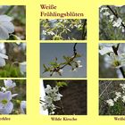 Weiße Frühlingsblüten