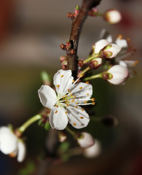 weiße Frühlingsboten