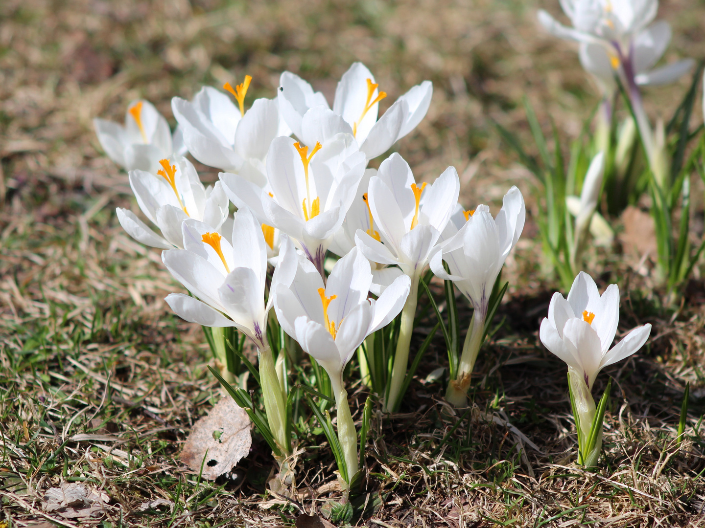 Weiße Frühlingsboten