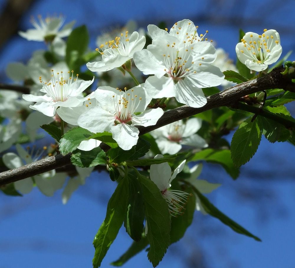 Weisse Frühlingspracht...