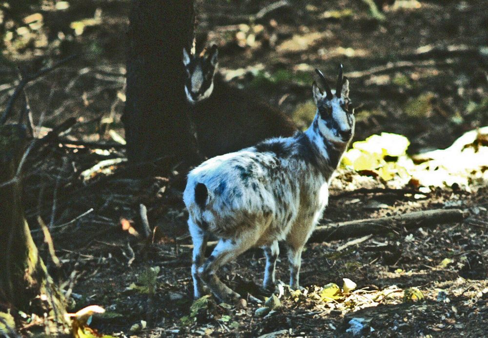 Weisse Gämse mit schwarzem Kitz