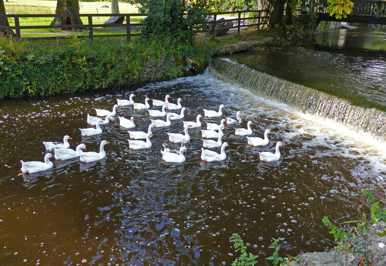 Weisse Gänse am Wehr