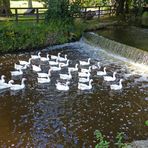 Weisse Gänse am Wehr