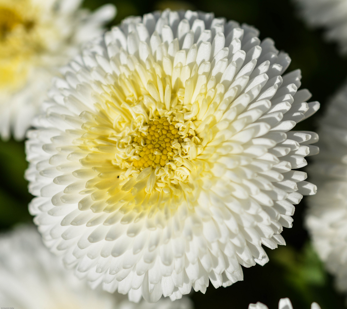 weiße Gänseblümchenpracht (Bellis)