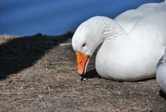 Weiße Gans - ob es Martin ist?