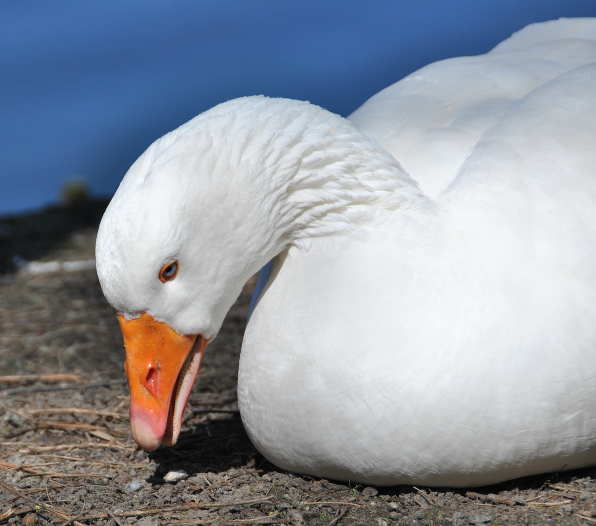 Weiße Gans - ob es Martin ist?