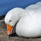 Weiße Gans - ob es Martin ist?