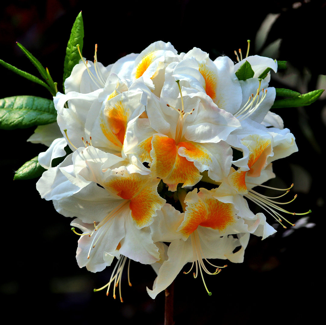 weisse Gartenazalee....