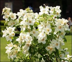 weiße Gartenblumen